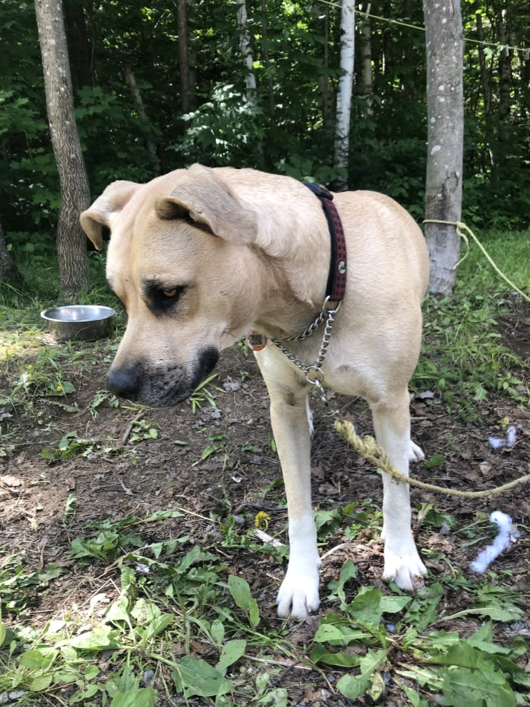 Daisy (aka “ROO”), a Siberian Husky and Boxer mix tested with EmbarkVet.com