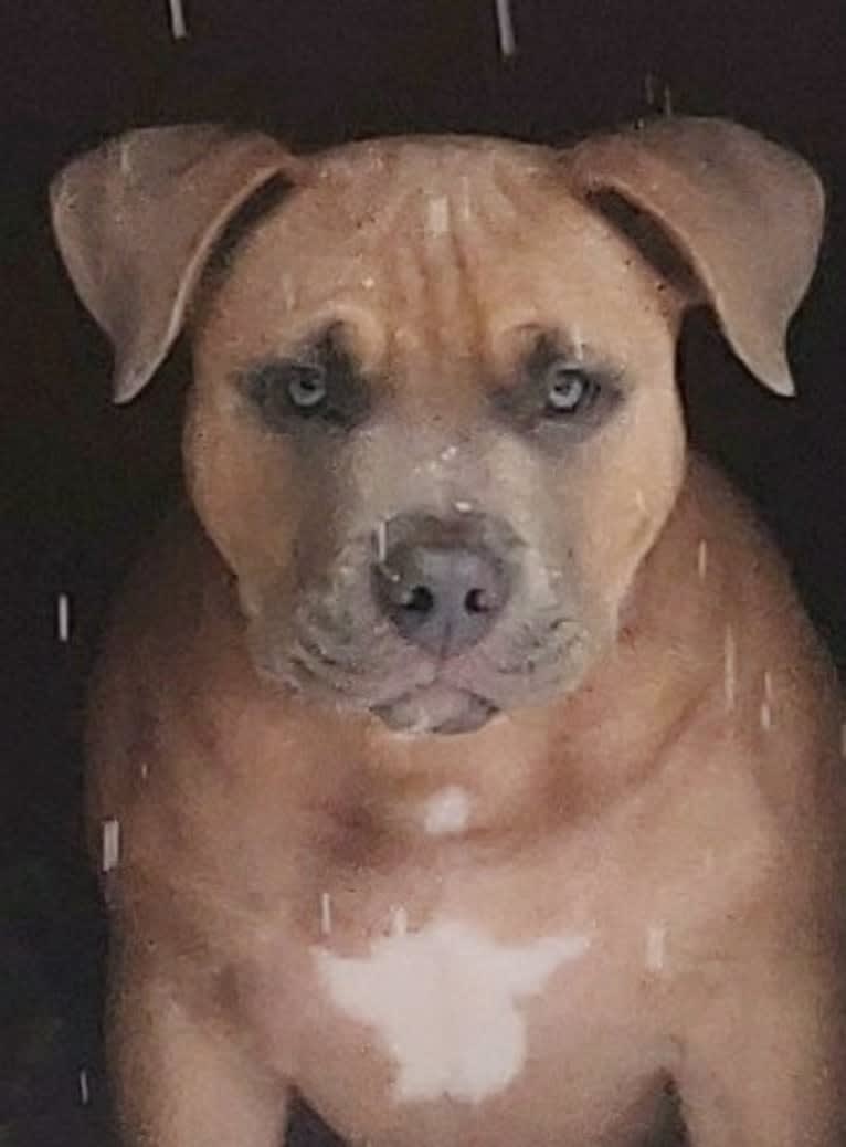 Nugget, an American Bully tested with EmbarkVet.com