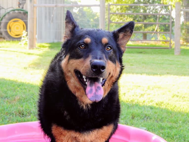 Astharoshe, an Australian Cattle Dog and Chow Chow mix tested with EmbarkVet.com