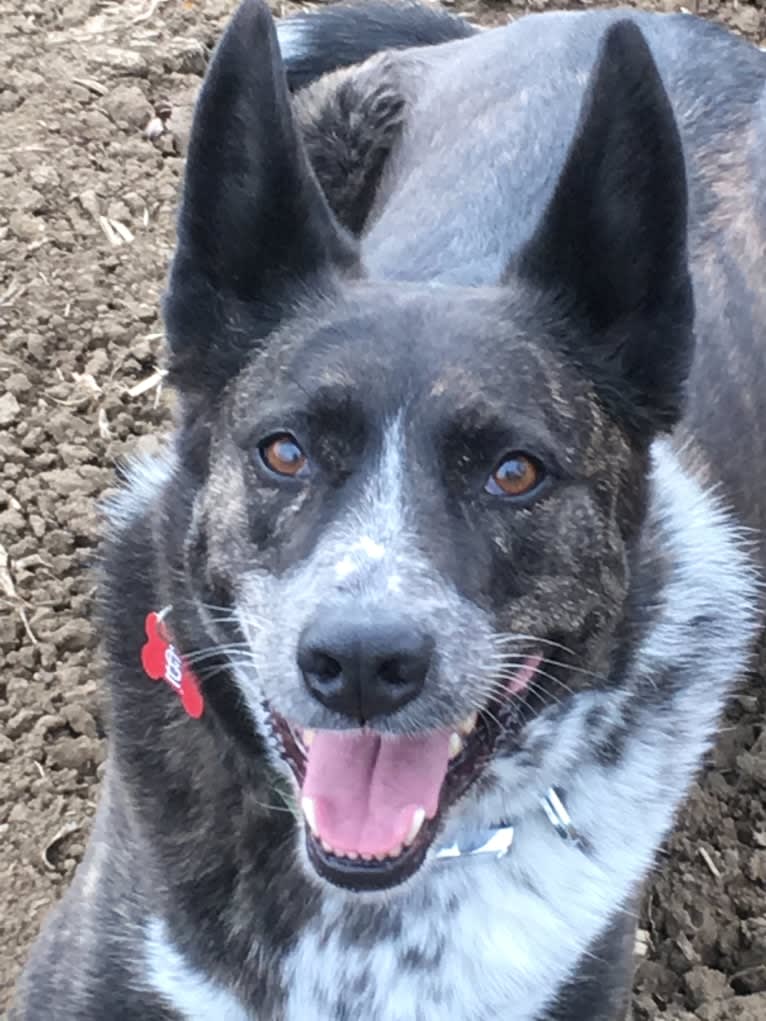 Lou, an Australian Cattle Dog and German Shepherd Dog mix tested with EmbarkVet.com