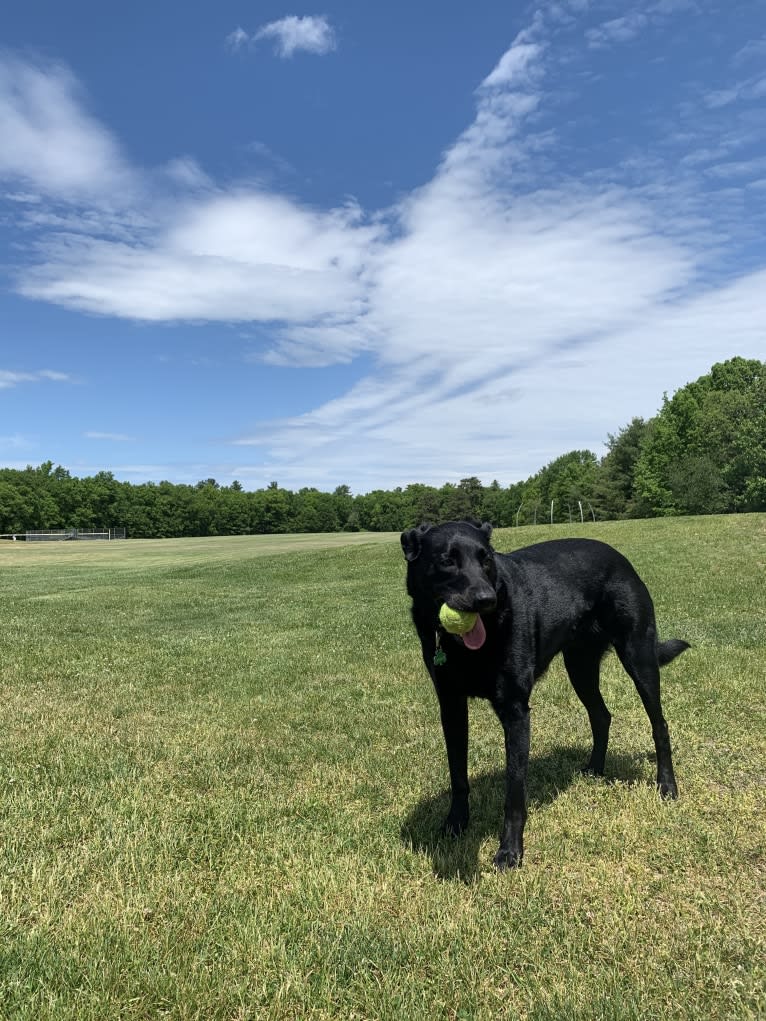 Charlie, an Australian Cattle Dog and Labrador Retriever mix tested with EmbarkVet.com