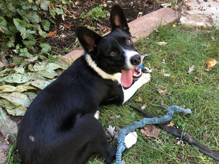 Newt, an Australian Cattle Dog and Border Collie mix tested with EmbarkVet.com