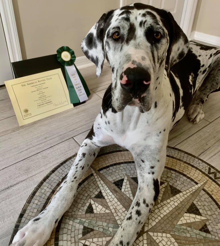 Molly, a Great Dane tested with EmbarkVet.com