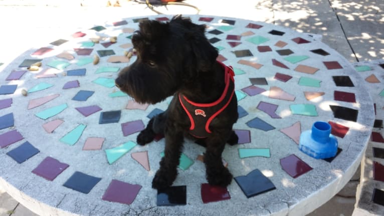 Shadow, a Russell-type Terrier and Poodle (Small) mix tested with EmbarkVet.com