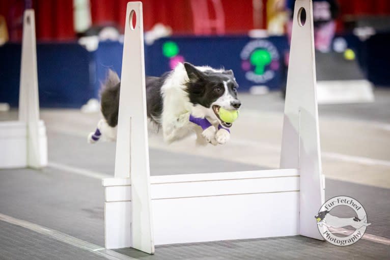 Zee, a Border Collie tested with EmbarkVet.com