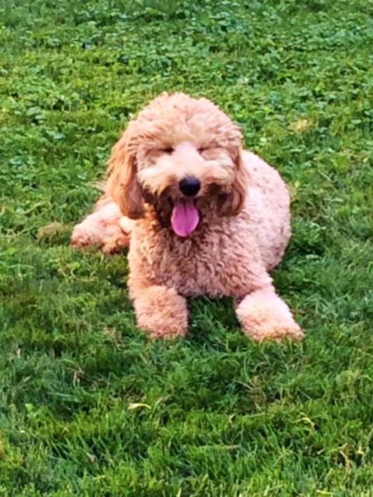 Stanley, a Goldendoodle tested with EmbarkVet.com