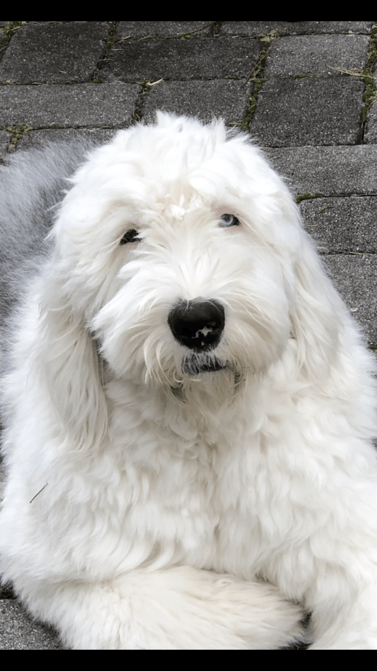 Bubba, an Old English Sheepdog tested with EmbarkVet.com