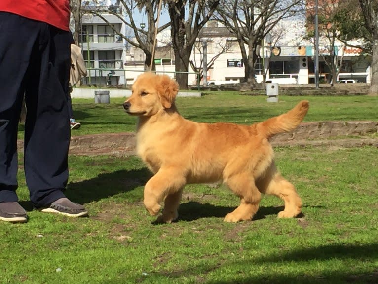 LIBERTY HENNA LISKA, a Golden Retriever tested with EmbarkVet.com