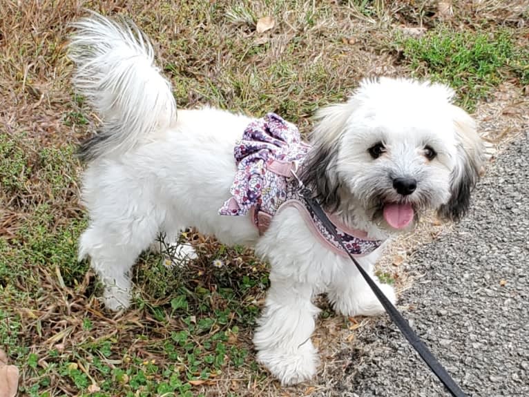 Kaylee, a Maltese and Shih Tzu mix tested with EmbarkVet.com