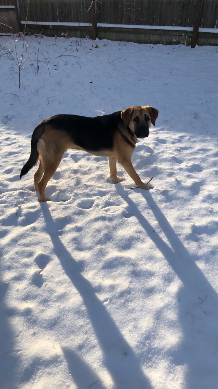 Oak, a Bloodhound and Mastiff mix tested with EmbarkVet.com