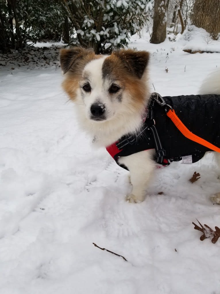 Manny, a Japanese or Korean Village Dog tested with EmbarkVet.com