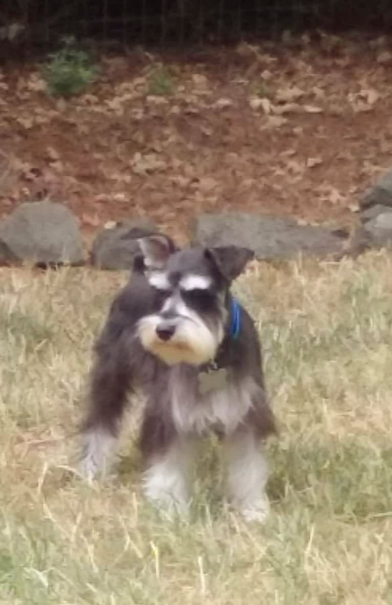 Sawyer, a Miniature Schnauzer tested with EmbarkVet.com