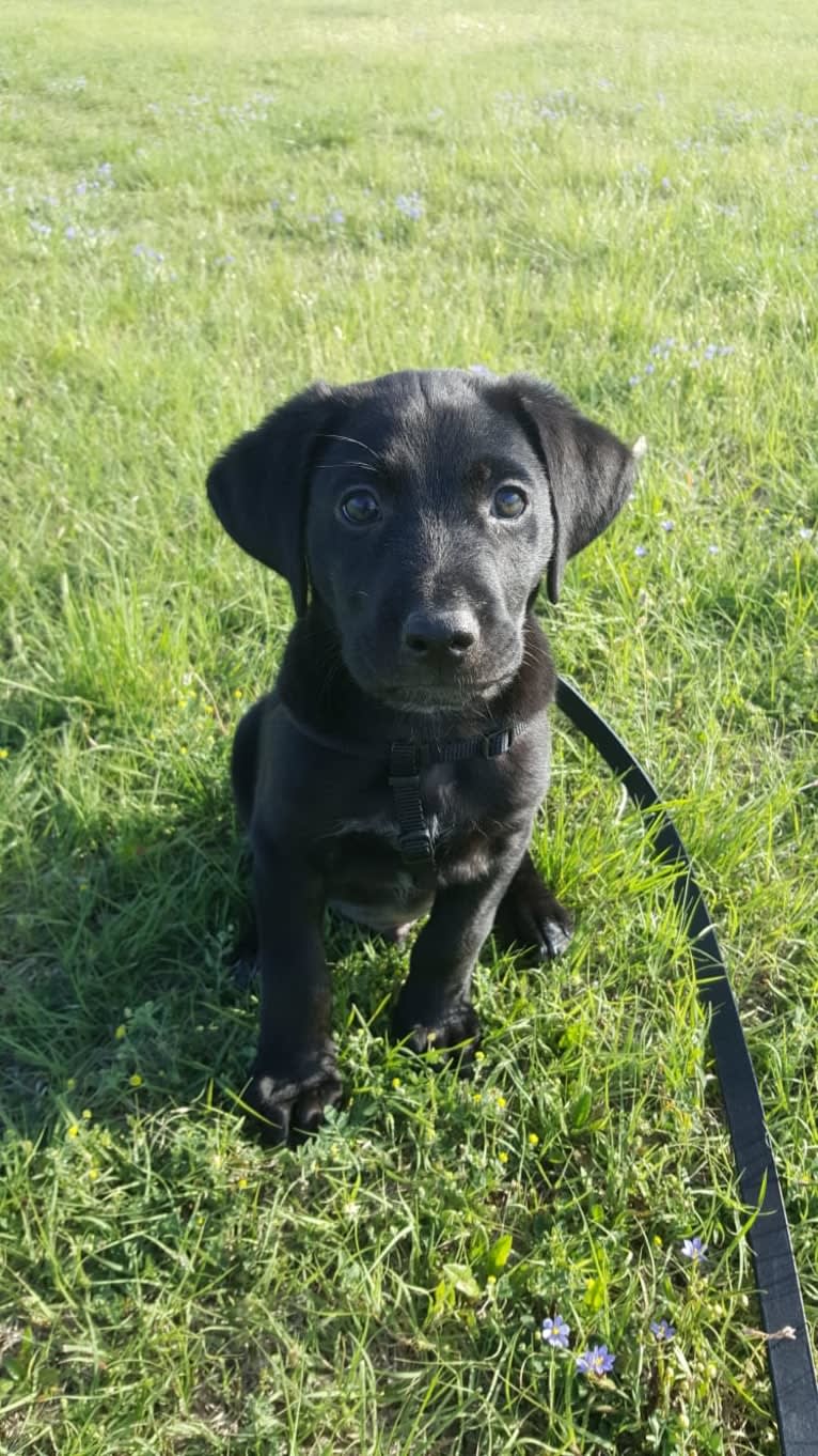 Starker, a Labrador Retriever and American English Coonhound mix tested with EmbarkVet.com