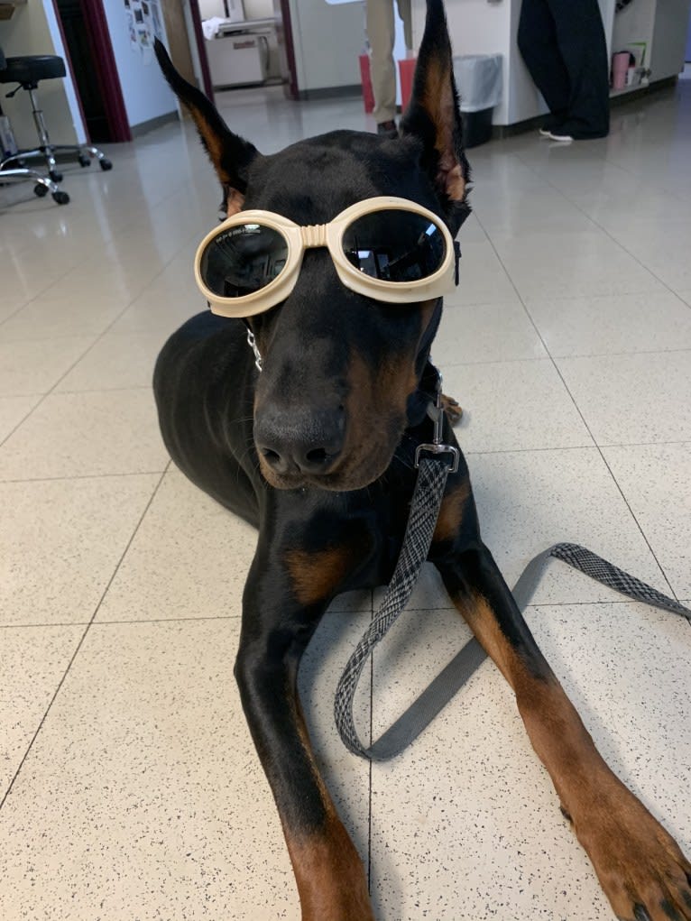 South Paw’s Nhaga, a Doberman Pinscher tested with EmbarkVet.com