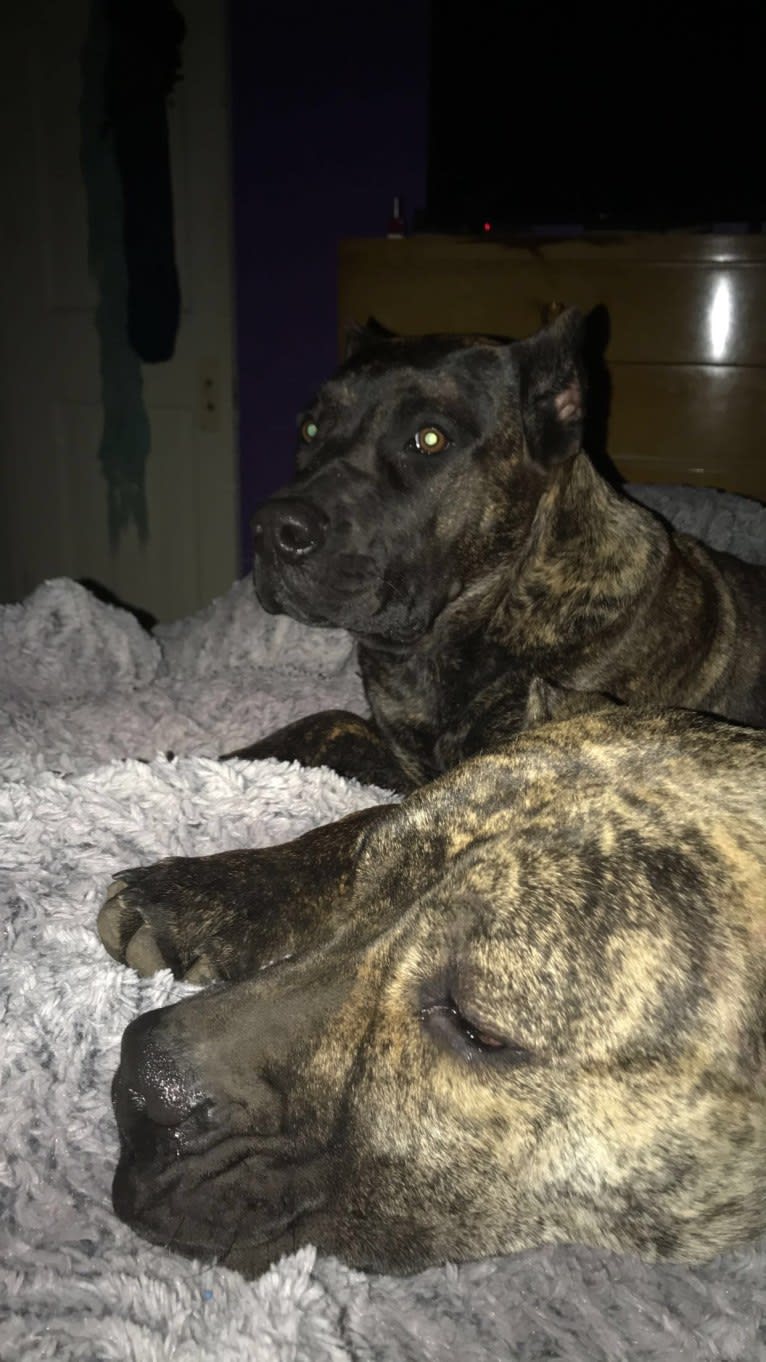 Tess, a Perro de Presa Canario tested with EmbarkVet.com