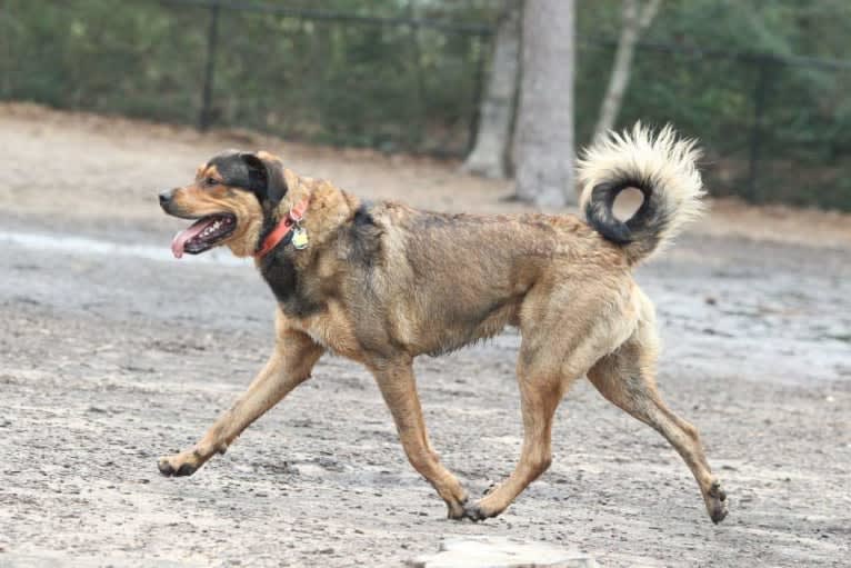 Cooper, a Great Pyrenees and Rottweiler mix tested with EmbarkVet.com