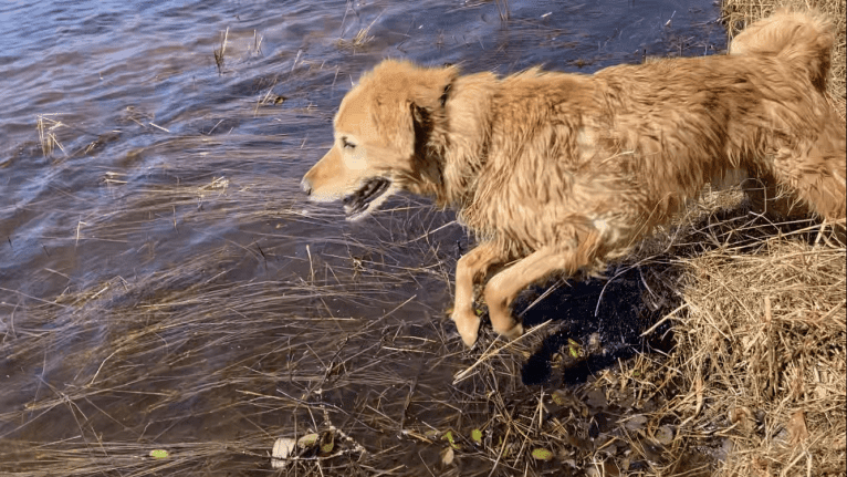 Timber “Gross Manor’s I’ll Be The One You Won’t Forget”, a Golden Retriever tested with EmbarkVet.com