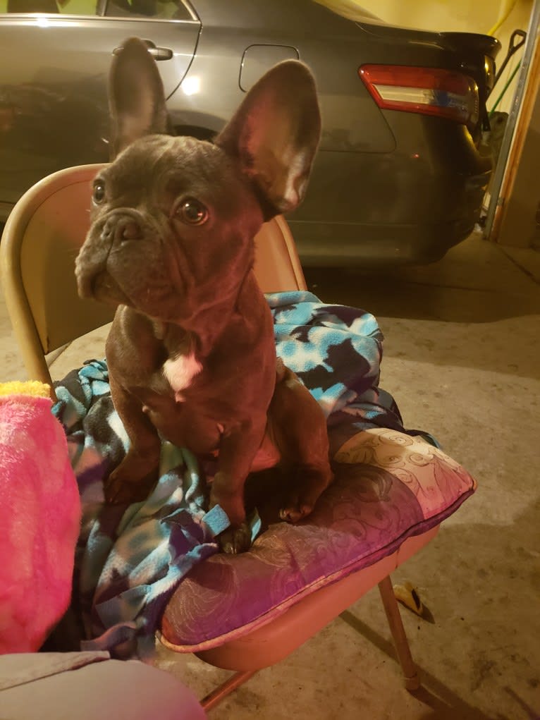 Diesel D, a French Bulldog tested with EmbarkVet.com