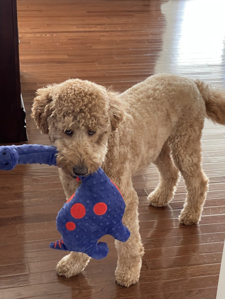 Pharaoh, a Goldendoodle tested with EmbarkVet.com