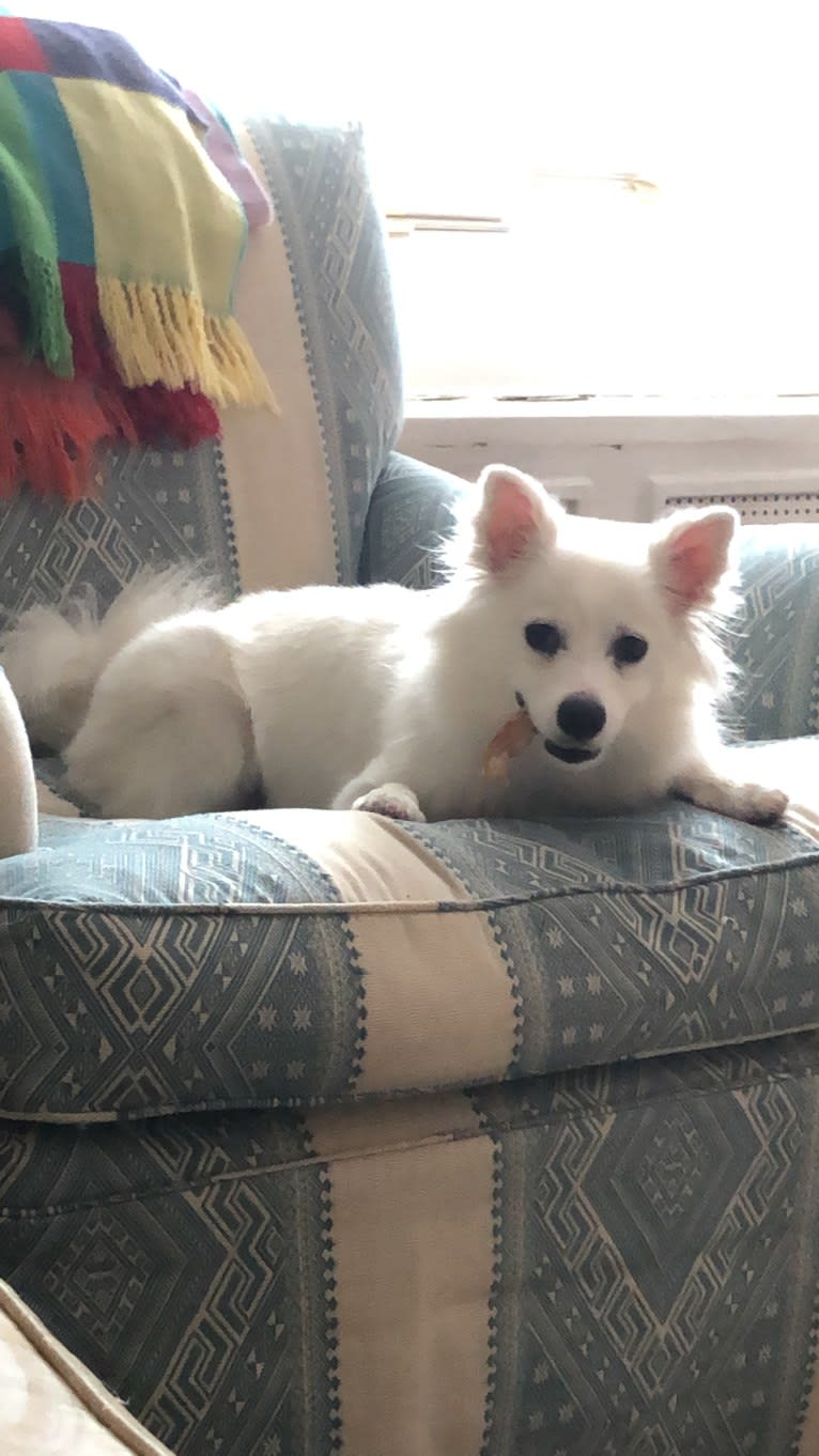 Schlott, an American Eskimo Dog tested with EmbarkVet.com