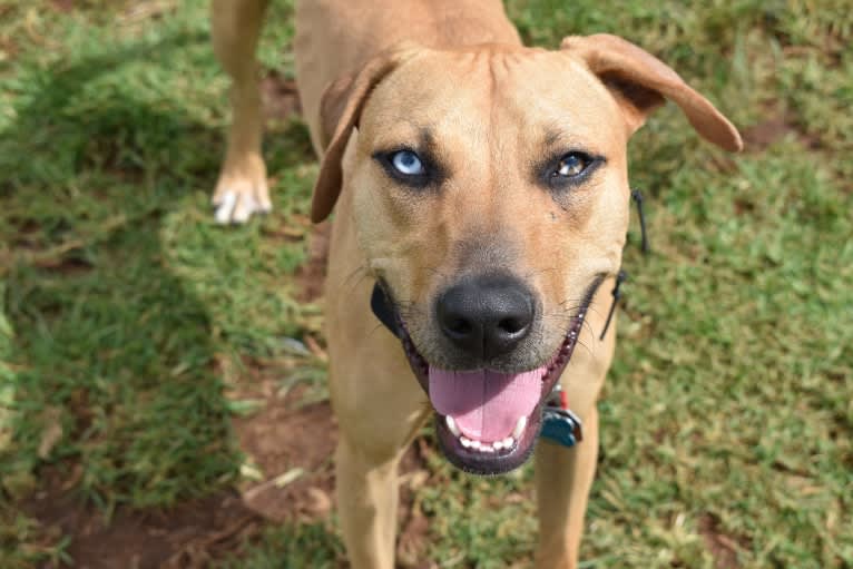 Nalani, an American Pit Bull Terrier and Catahoula Leopard Dog mix tested with EmbarkVet.com