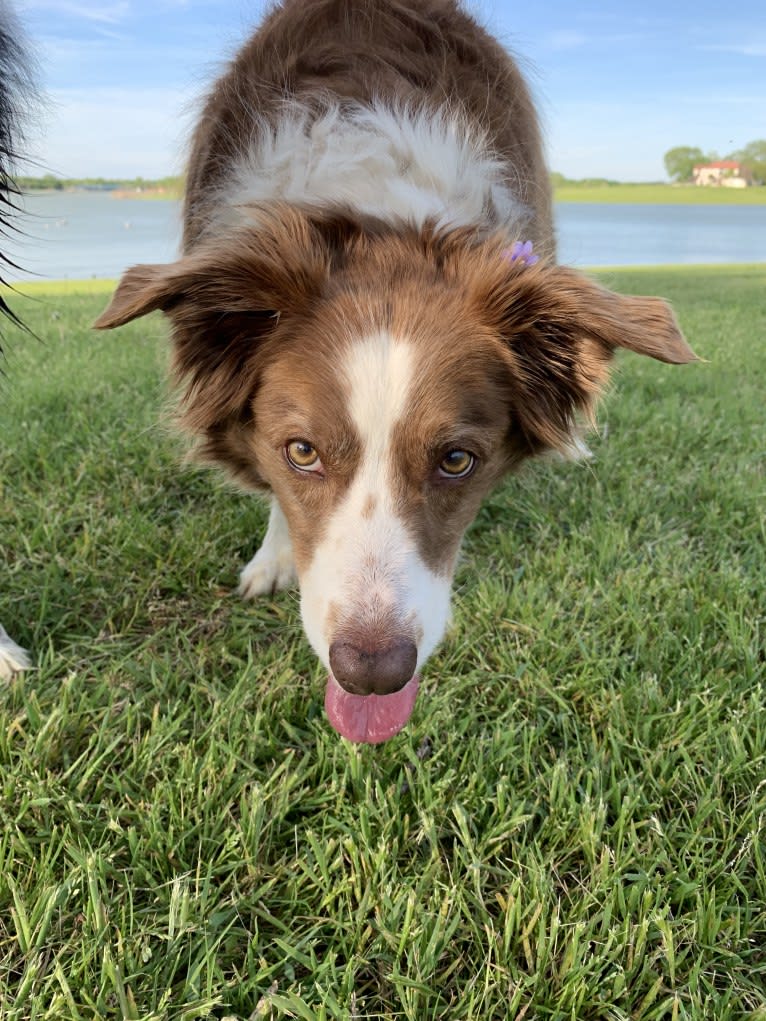 Ruby, a Border Collie tested with EmbarkVet.com