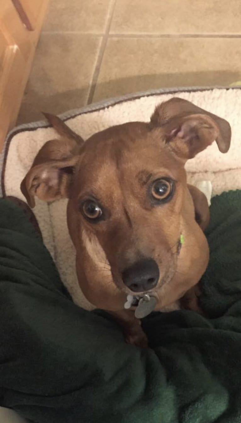 Preston, a Miniature Pinscher and Dachshund mix tested with EmbarkVet.com