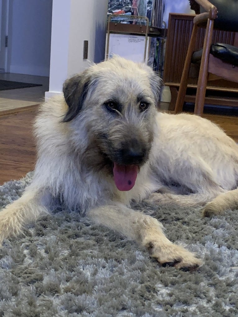 Roxy, an Anatolian Shepherd Dog and Giant Schnauzer mix tested with EmbarkVet.com