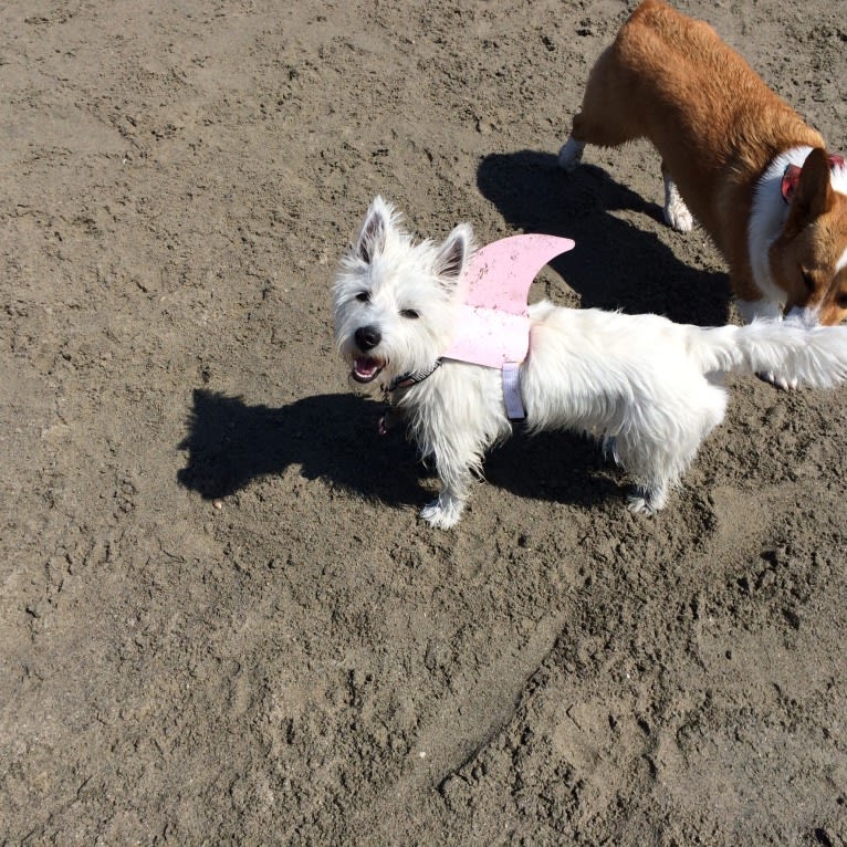 Izzi, a West Highland White Terrier tested with EmbarkVet.com