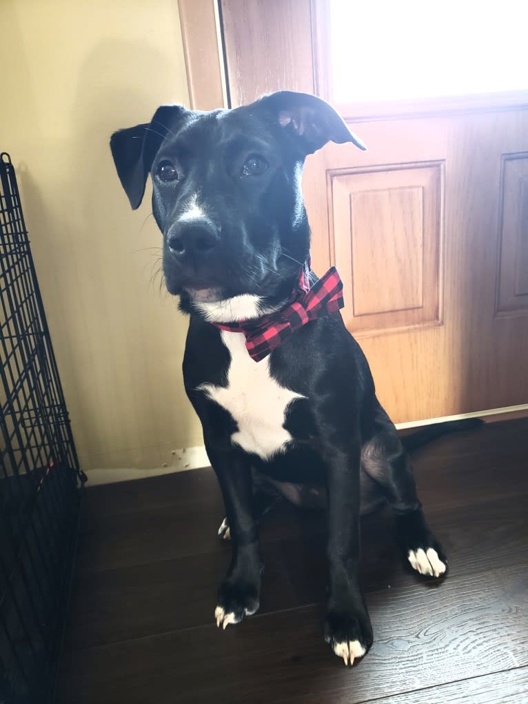 Finn, an American Bully and Labrador Retriever mix tested with EmbarkVet.com