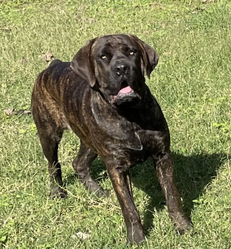 Photo of Pinky, a Cane Corso  in MTZ Cane Corso, Sunset Lane, Mission, TX, USA