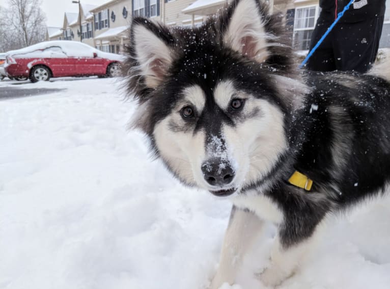 Luna, an Alaskan Malamute tested with EmbarkVet.com