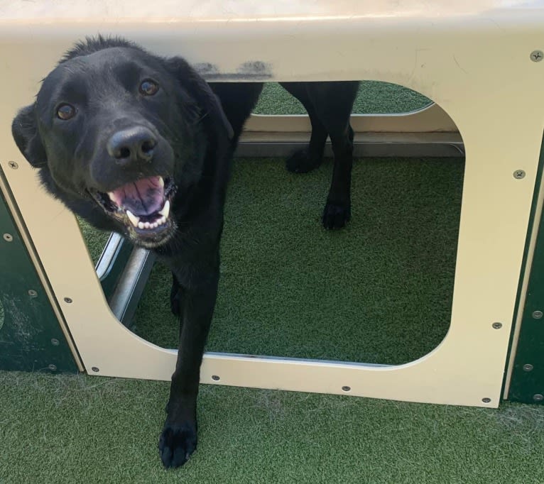 Roxie, a Labrador Retriever and German Shepherd Dog mix tested with EmbarkVet.com