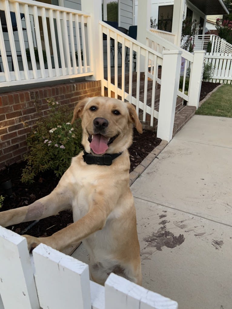 Photo of Sophie, a Goldador  in Lancaster, PA, USA