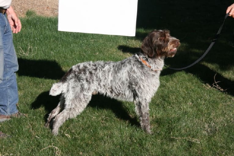 Bo of Wolf Fork Canyon, a Cesky Fousek and Wirehaired Pointing Griffon mix tested with EmbarkVet.com