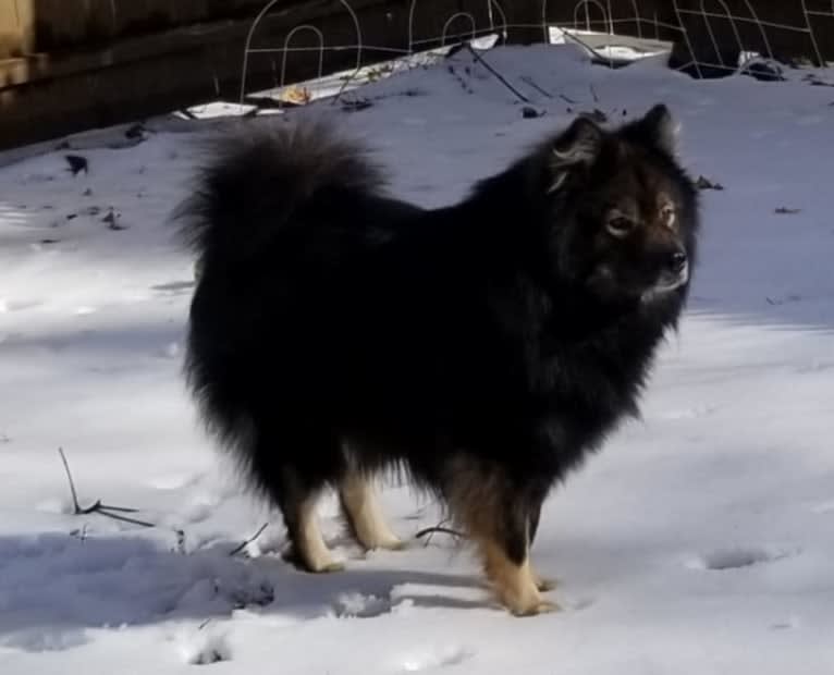 Sugarok Bacchus, a Finnish Lapphund tested with EmbarkVet.com