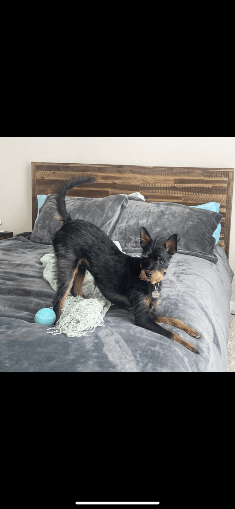 Bubba, a Miniature Pinscher and Chihuahua mix tested with EmbarkVet.com