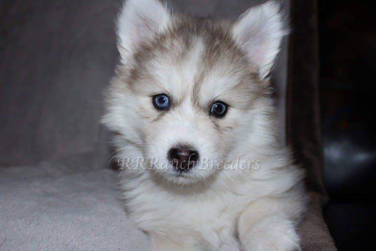 Tamsin, a Pomsky tested with EmbarkVet.com