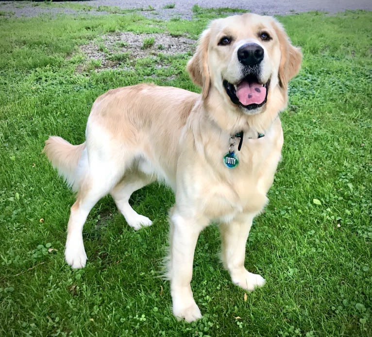 Totty, a Golden Retriever tested with EmbarkVet.com