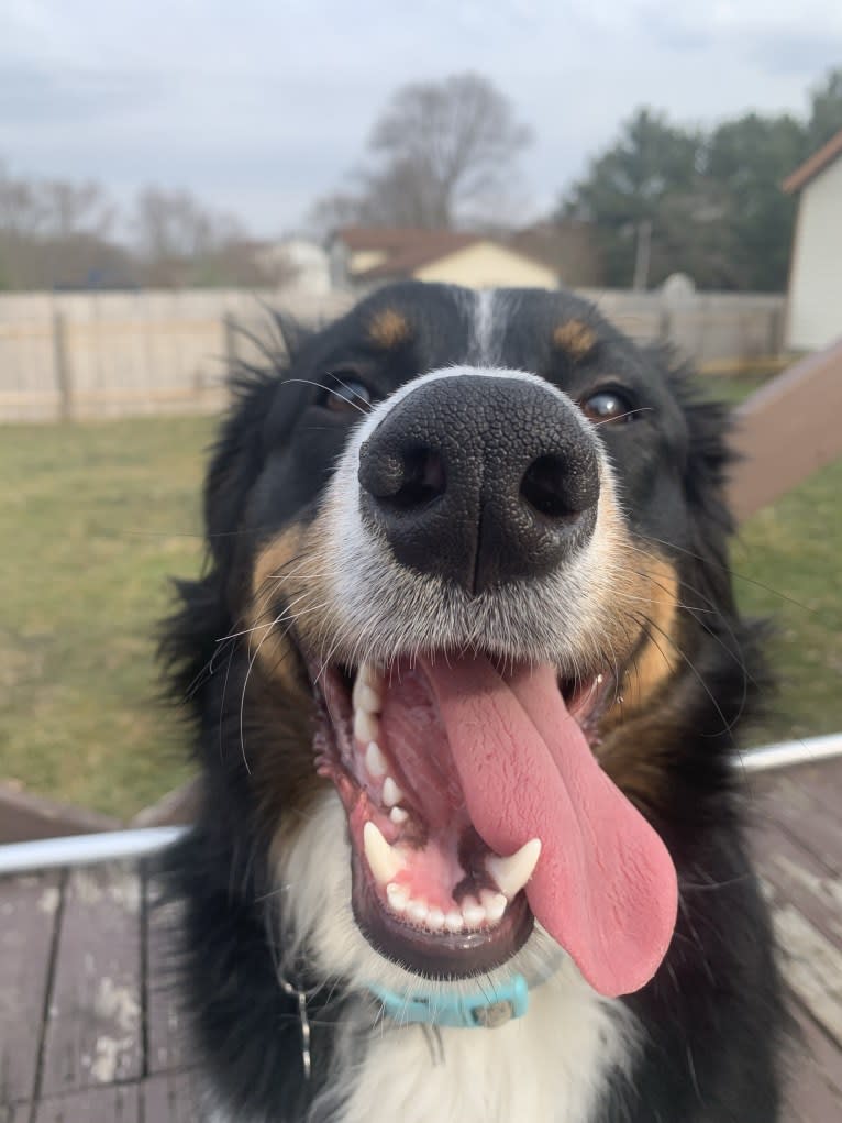 Rex, an Australian Shepherd and English Shepherd mix tested with EmbarkVet.com