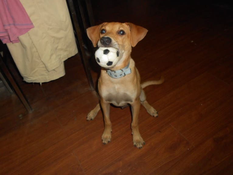 Louie, a Formosan Mountain Dog tested with EmbarkVet.com