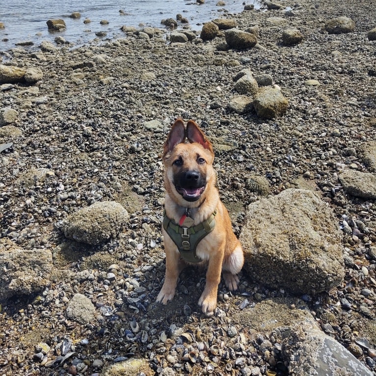 Everhett, a German Shepherd Dog and Australian Cattle Dog mix tested with EmbarkVet.com