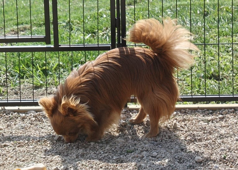 Ruckus, a Chihuahua tested with EmbarkVet.com