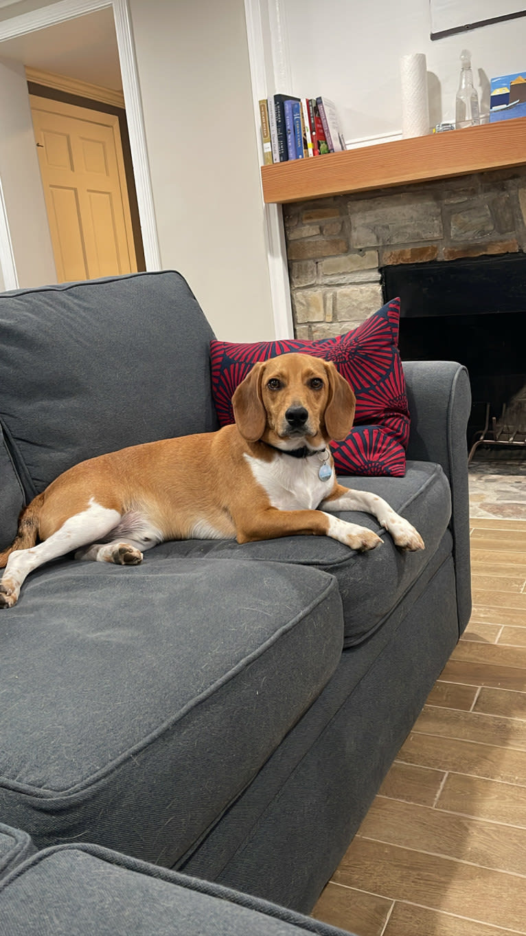 Dublin, a Beagle tested with EmbarkVet.com