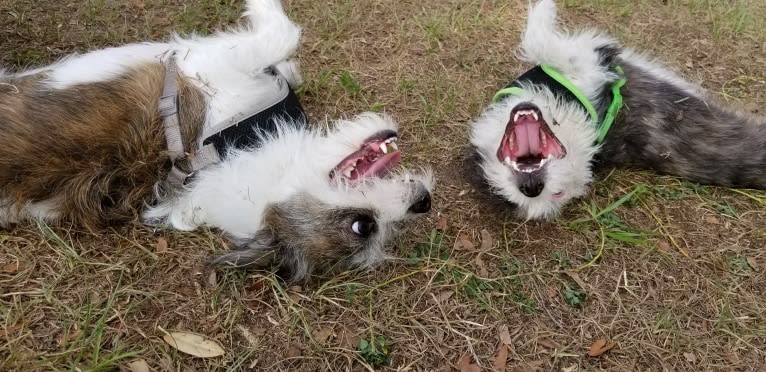 Peg, a Maltese and Boston Terrier mix tested with EmbarkVet.com