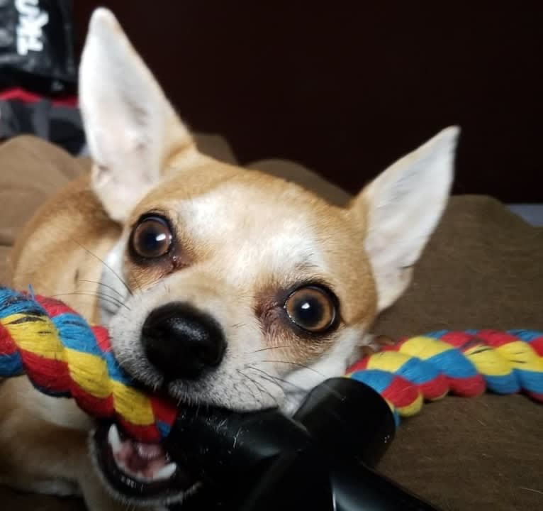 JOE, a Chihuahua and Yorkshire Terrier mix tested with EmbarkVet.com