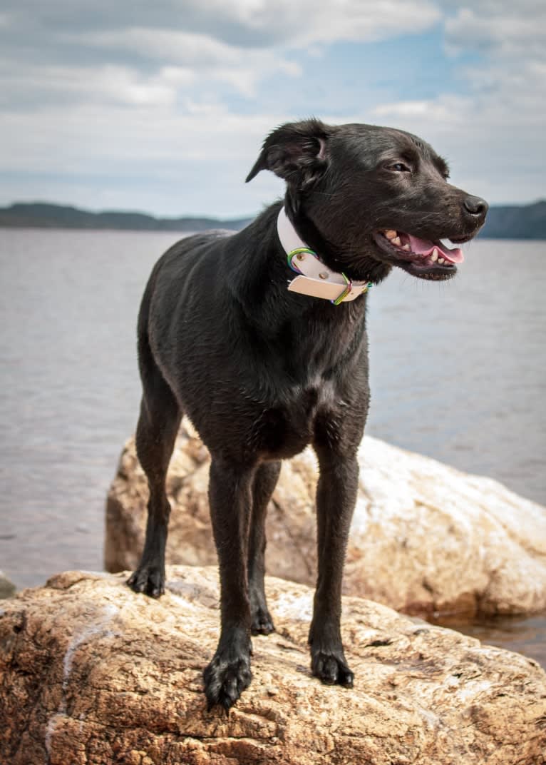 Cinder, a Newfoundland and Labrador Retriever mix tested with EmbarkVet.com