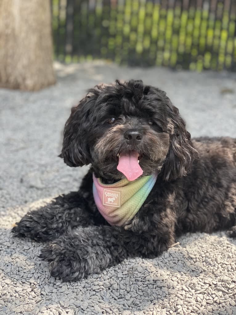 Samwise the Brave, a Poodle (Small) and Shih Tzu mix tested with EmbarkVet.com