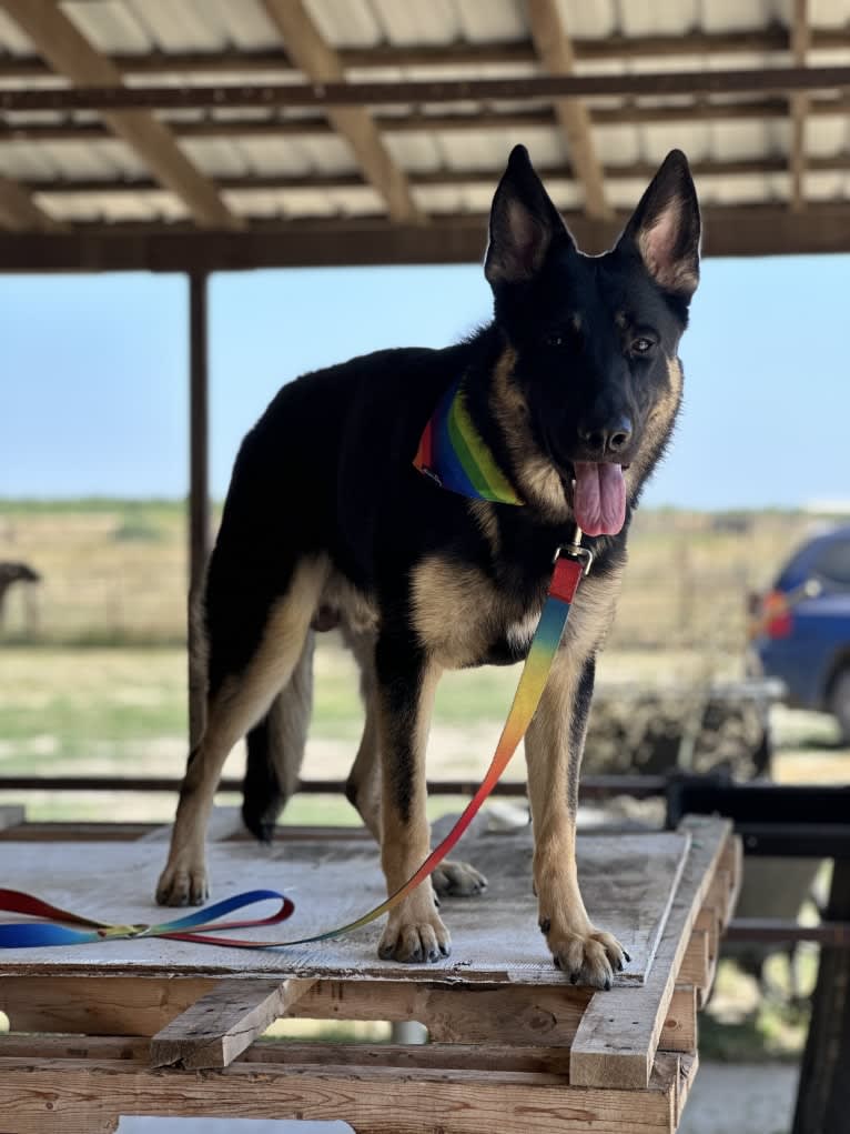 Pyro, a German Shepherd Dog (6.9% unresolved) tested with EmbarkVet.com