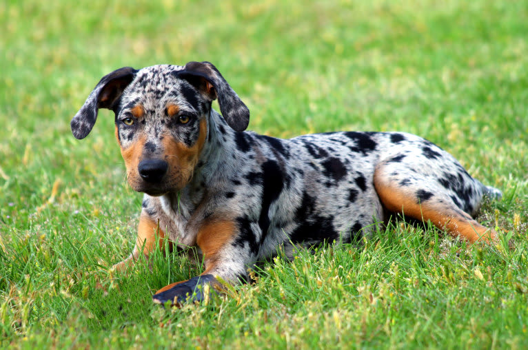 Roux, a Catahoula Leopard Dog tested with EmbarkVet.com